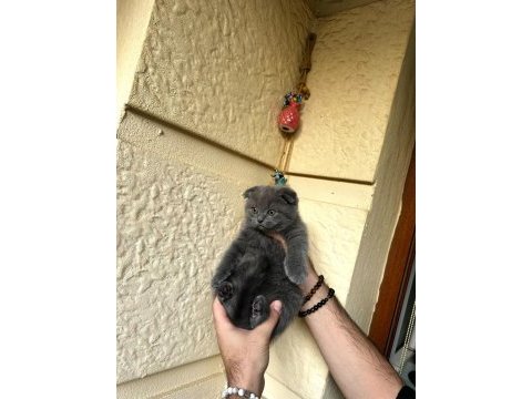 A kalite safkan scottish fold blue