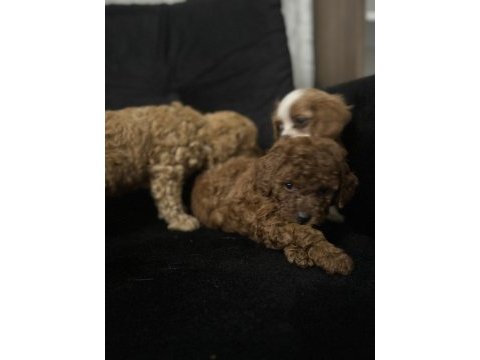 2 aylık toy poodle