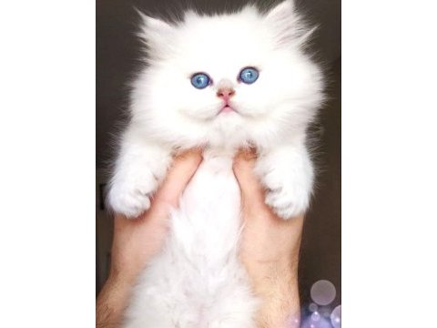 Full şecereli babadan teslime hazır british longhair
