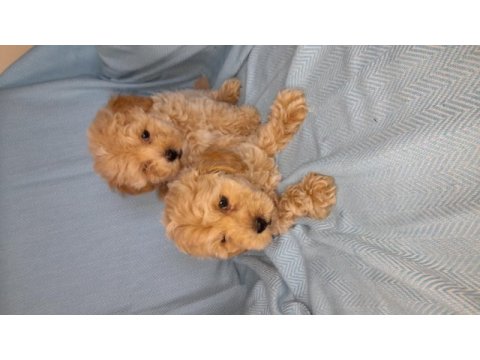 Dünya tatlısı maltipoo bebekler