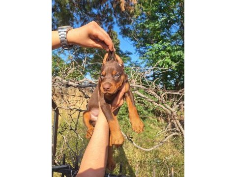 Kızıl ve siyah doberman yavrular