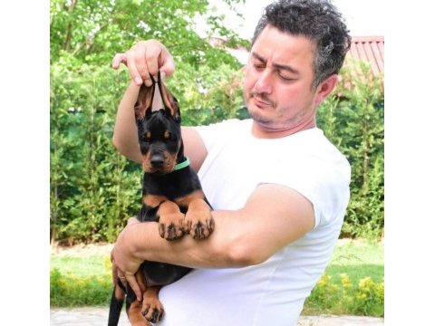Doberman köpeklerimiz a kalite yeni yuvalarını bekliyor