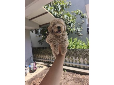 Maltipoo yavrularımız