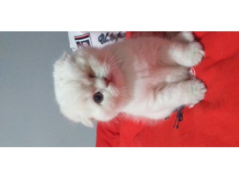 Saf kan british longhair bebekler rezerve