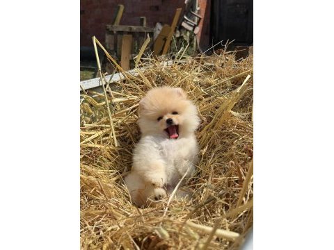 Gülen yüz ayı surat pomeranian boo