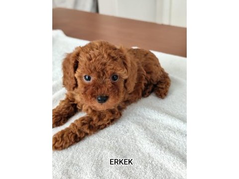 2 dişi ve 1 erkek poodle yavrular