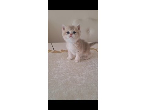 Golden british shorthair bebekler