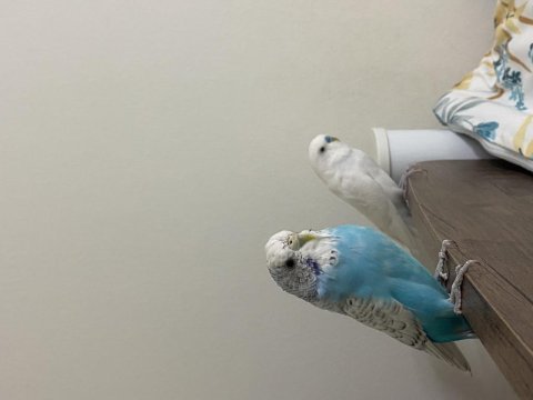 Albino ve gök mavisi muhabbet kuşu