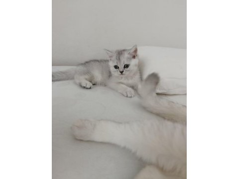 Yeni yuvasına gitmeye hazır bir küçük prens kedimiz