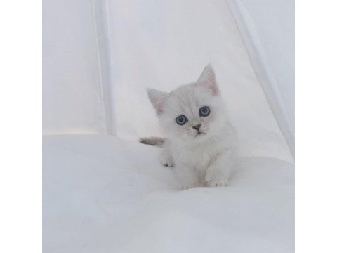 British shorthair yavruları