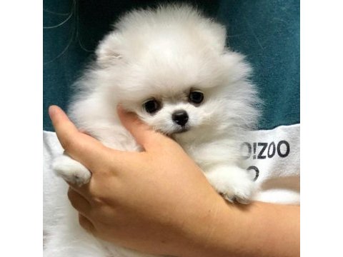 Pomeranian boo yavruları