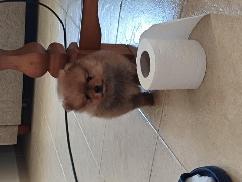 Pomeranian yavrular