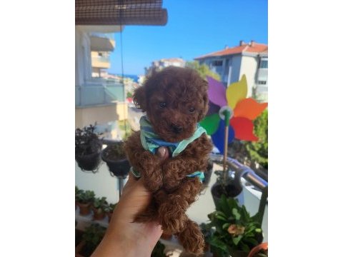 Korekan poodle mükemmel güzellikte