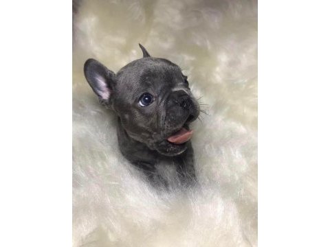 Şirinlik abidesi french bulldog bebekler