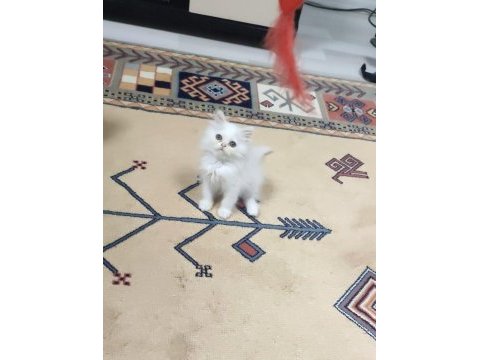İran cinsi dişi yavru