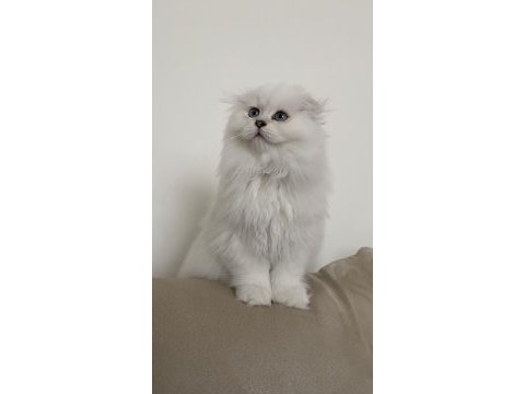 70 günlük biblo gibi yavru scottish fold