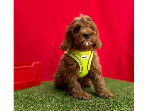 Dizayn ırk mini sevimli maltipoo yavrular 