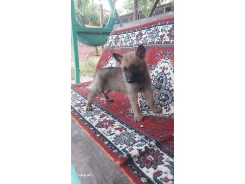 Belçika kurdu malinois yavru