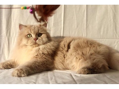Golden british longhair cy11 erkek