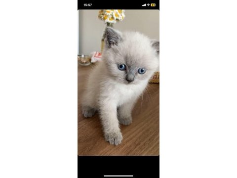 Blue point safkan british shorthair yavrular