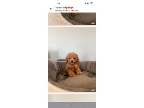 Sevimli toy poodle yavrular