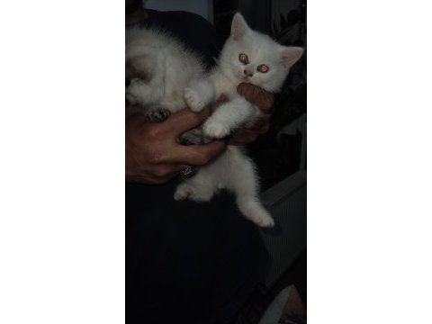Scottish fold yavru kediler