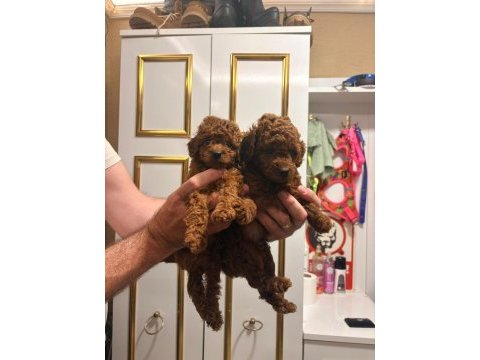 Sevimli ırk poodle