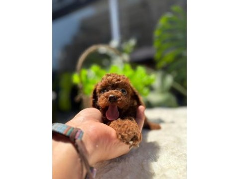 Littlepaws farkı ile korean redbrown poodle
