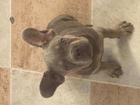 New shade isabella tan maybe fluffy taşıyıcı french bulldog