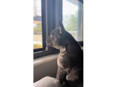Çiftleşmek için erkek french bulldog aday arıyoruz