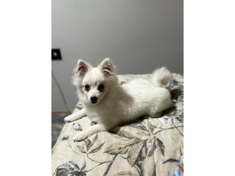 Pomeranian uygun 2.5 aylık
