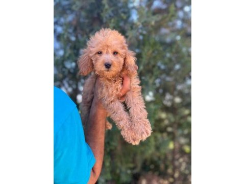 Orijinal maltipoo yavrular randevu alarak bakabilirsiniz