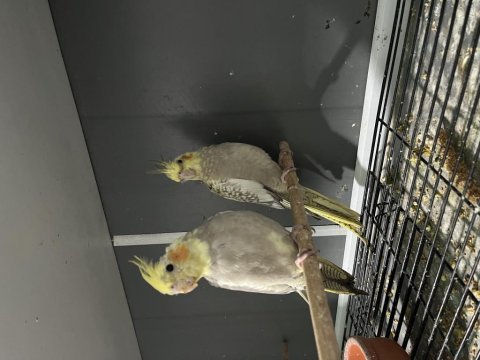 Yeni yem kıran yavru sultan papağanı ve yetişkin