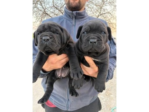 Irk garantili cane corso yavrular – özel bakımlı