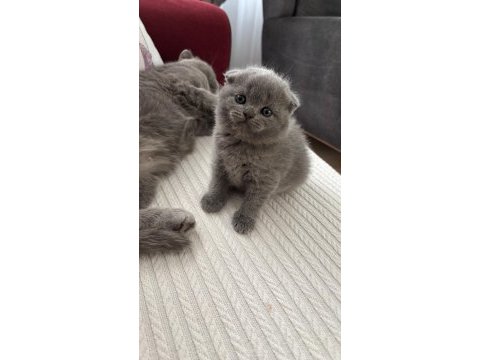 Dişi scottish fold kedisi