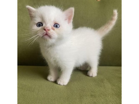 10 nisan doğumlu british shorthair