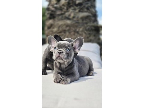 Blue french bulldog yavruları istanbul 