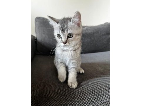 Safkan mini scottish fold ve british yavrular