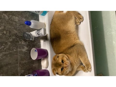 Scottish fold çiftleştirme ilanı