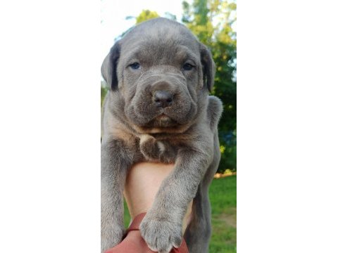 Cane corso yavruları mükemmel arayanlara