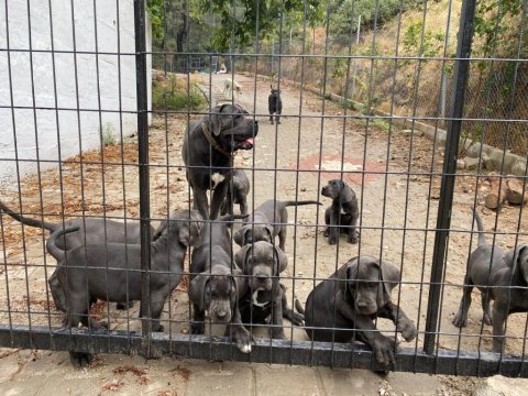 Dev cane corso yavruları