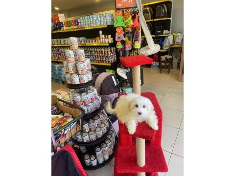 Maltese terrier 3 aylık