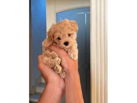 Korean maltipoo bebekler 2 kg