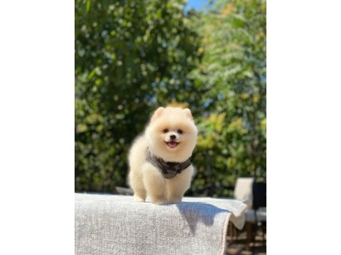 Dost canlısı pomeranian boo yavrularımız