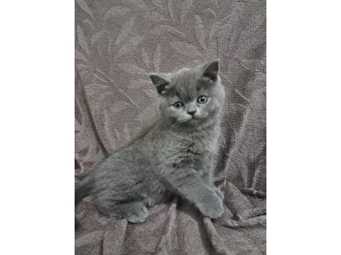 2 aylık british shorthair bebekler