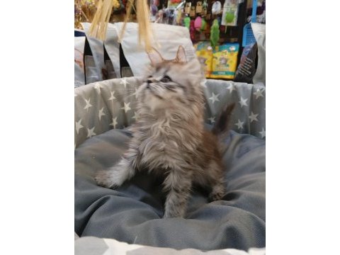 Yavru british longhair