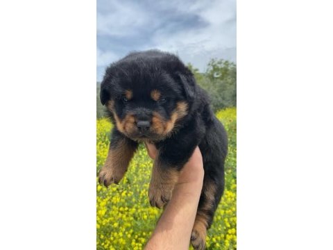 A kalite uygun rottweiler yavrularımız