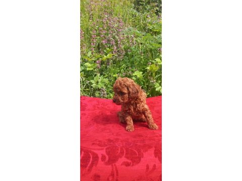 A sınıf cazip fiyata toy poodle