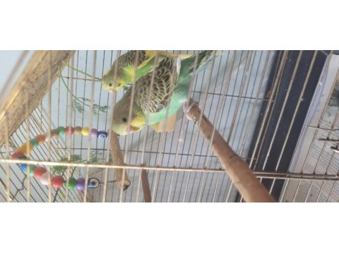 Muhabbet kuşu yavru 1 aylık