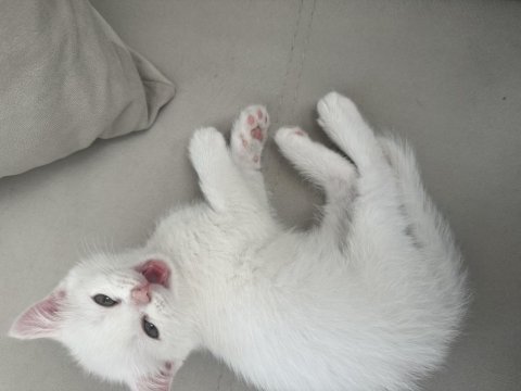 British longhair chocolate point